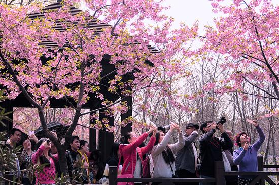 樱花林