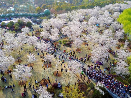樱花园