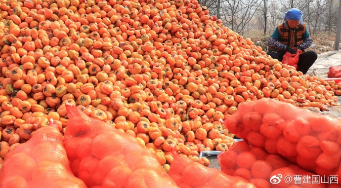 树上的柿子像灯笼似的 occU-hnknmqx2728315.jpg