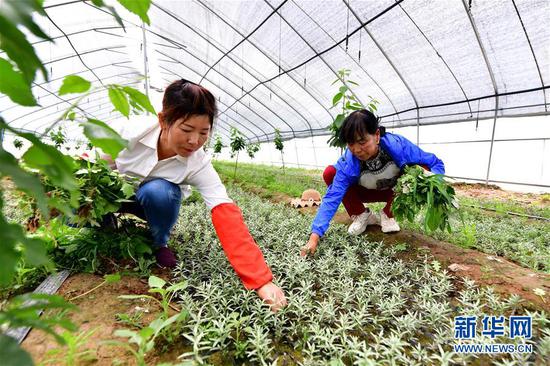 山西省吕梁市岚县王狮乡蛤蟆神村的村民在造林合作社为沙棘苗除草(6月9日摄)。 新华社记者 曹阳 摄