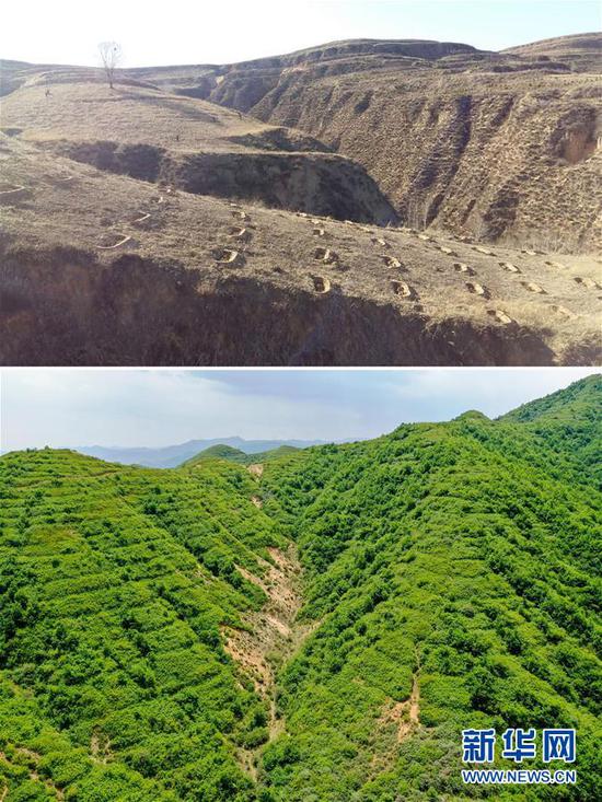 拼版照片:上图为山西省吕梁市岚县普明镇附近绿化前的荒山(资料照片);下图为6月9日拍摄的山西省吕梁市岚县普明镇附近通过“购买式造林”绿化后的山(无人机照片,新华社记者曹阳摄)。 新华社发