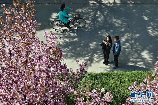 4月8日,学生在用手机拍摄山西农业大学校园里的鲜花。