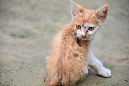 陪伴燕瑞彤的小猫咪