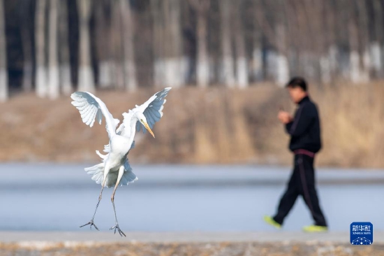 12月28日，白鹭在太原市汾河湿地公园内嬉戏。