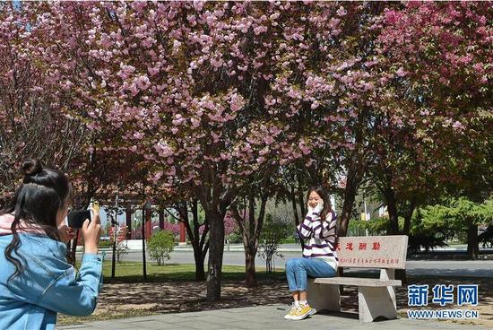 4月8日,学生在山西农业大学的校园内拍照。