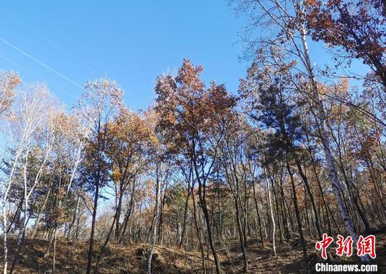 山西开展为期一年的专项行动,集中整治违规野外用火、非法占用林地、破坏自然保护地资源和野生动物保护等方面的突出问题。 高瑞峰 摄