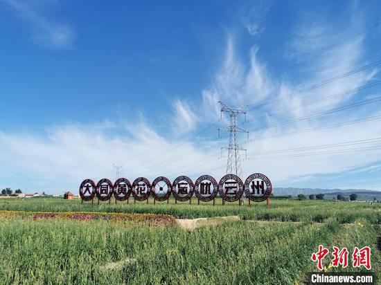 山西省大同市云州区的黄花种植基地。 杨杰英 摄