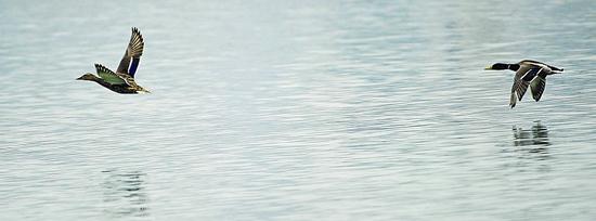 太原春景美如画 水鸟游弋锦鲤成群(图)