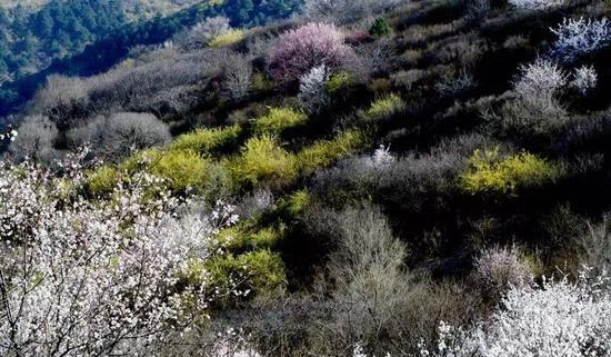黄花岭美景