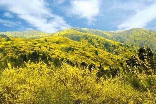 黄花岭