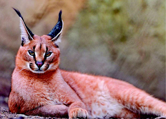狞猫和薮猫落户太原动物园 一睹真容(图)