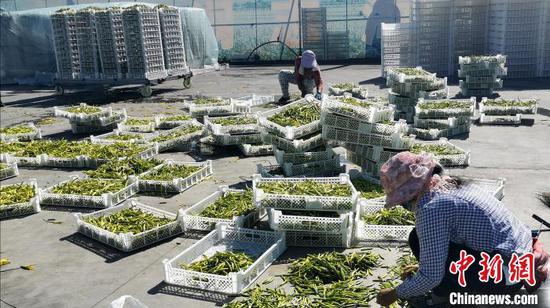 采摘完黄花后,直接在鲜黄花现场分拣、集中蒸晒,干黄花将统一销往全国各地。 杨杰英 摄