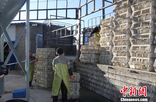 图为“抓鸡队”队员将已装笼的鸡过磅装车。