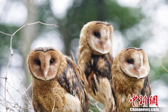 广东省第38届“鸟节”、“爱鸟周”3月24日在广州长隆野生动物世界启动，该园区成功繁育的“国家二级保护动物”猴面鹰也首次与游客见面。　陈骥旻 摄