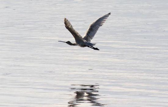 ▲黑脸琵鹭掠海飞翔。
