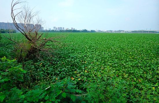 凤眼莲泛滥覆盖水体导致植物死亡