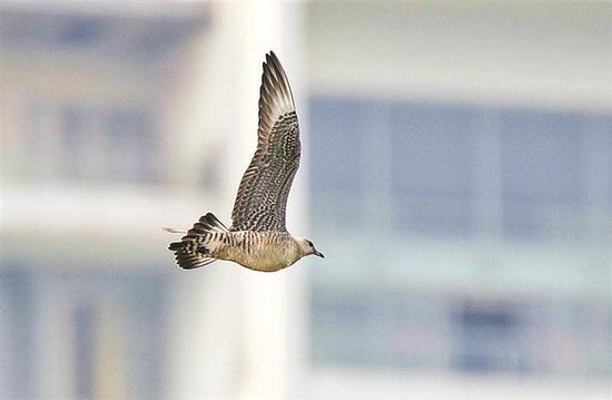 长尾贼鸥在香蜜湖上空飞过。 深圳晚报记者 李晶川 摄
