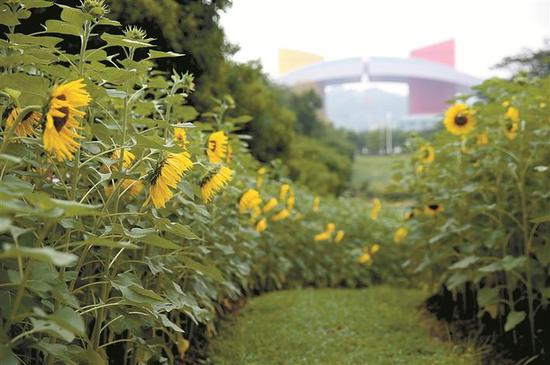 ▲向日葵花田步步都是景。 深圳晚报记者 陆颖 摄