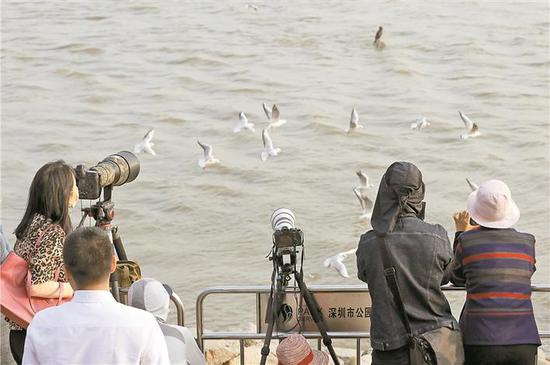 6 摄影爱好者拍摄候鸟。