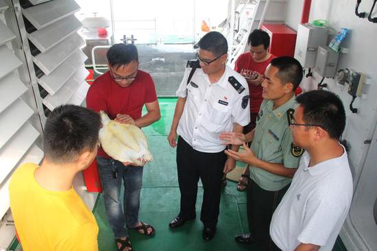 ▲广东省水生野生动物硇洲救护基地工作人员仔细检查绿海龟。