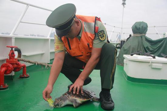 ▲海警官兵给海龟喂食。