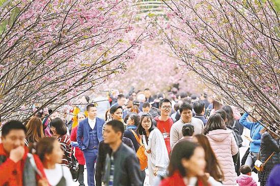 ▲观澜湖举办第四届樱花节。