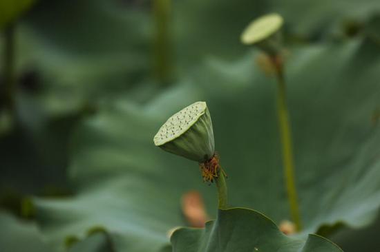  ▲花瓣落下后就变成了莲蓬。