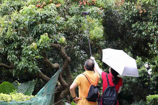 ▲莲花山公园内，市民驻足拍摄挂满果实的荔枝树。