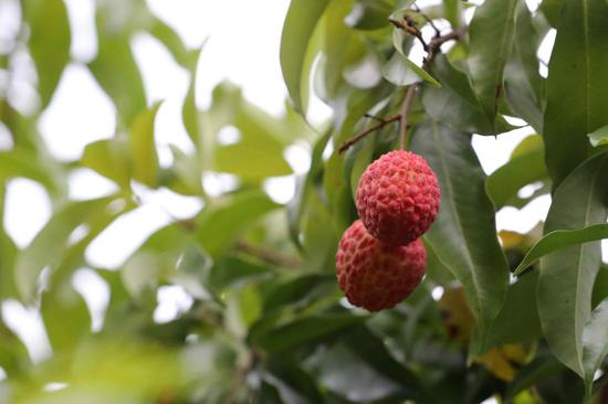 ▲莲花山公园内成熟的荔枝果实为城市增加了一抹靓丽的艳红。