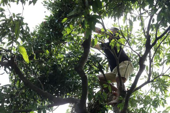 ▲ 6 月 5 日中午时分，荔枝公园内，一位市民光着脚爬上数米高的荔枝树，摘取成熟的荔枝。
