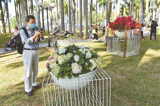 市民在莲花山公园赏花拍照。 深圳商报记者 廖万育 摄