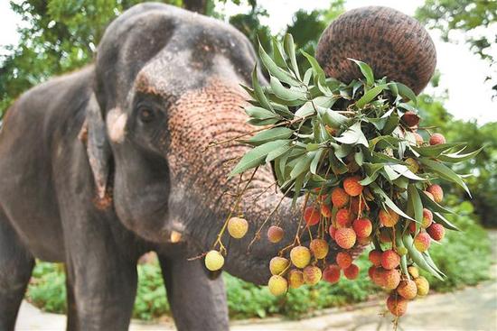 大象卷起荔枝急不可待地放到嘴里咀嚼起来。