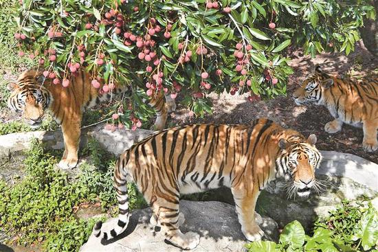 老虎与荔枝相映成趣。