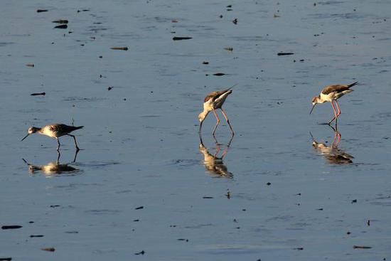 ▲青脚鹬和黑翅长脚鹬。
