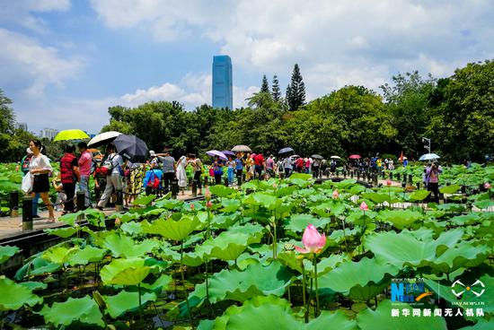 “接天莲叶无穷碧，映日荷花别样红”。游人纷纷来此观荷、画荷、摄荷，以各自的方式欣赏荷花。新华网发（缪华 摄）