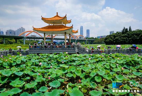 公园内的荷花香沁人心脾，吸引不少市民前来赏玩。新华网发（缪华 摄）