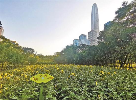 市民中心旁边向日葵花田即将在鼠年新春迎来盛花期。