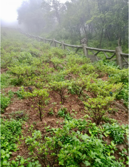 好汉坡新种杜鹃苗一派茁壮。