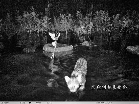 ▲正在福田红树林涉水的豹猫。 (摄于2017年) 本版图片均由深圳市红树林湿地保护基金会提供