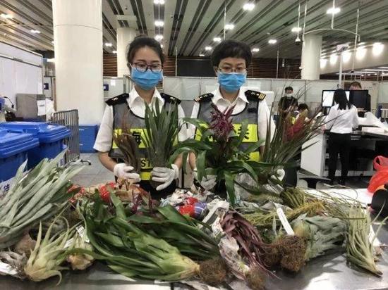 ▲深圳福田口岸查获大量 “ 网红 ” 绿植空气凤梨