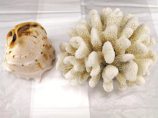 唐冠螺（左边） 与 石珊瑚（右边）。