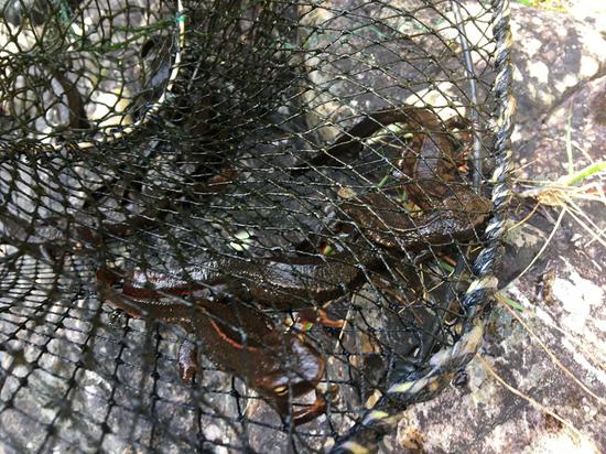 ▲被困在笼中的香港瘰螈。