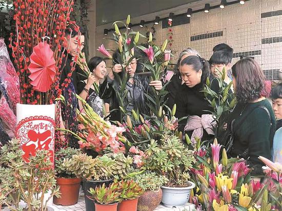 市民在百合花卉小镇花市选购年花。