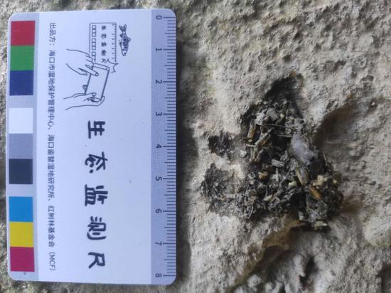 水獭的排泄物(图片来源于红树林基金会)