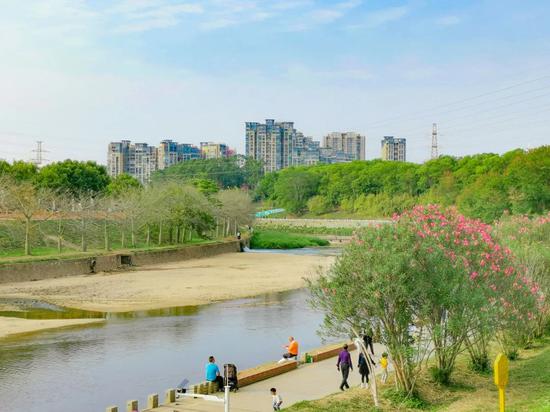 △观澜河花半里段