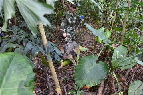 老外同事看了我们国家阅兵的这些图片,非要让