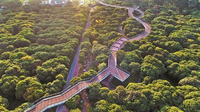 空中栈道横跨荔枝林.