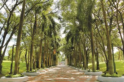 深圳最美公园香蜜公园昨开园 拥有一片良种荔