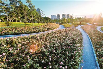 深圳最美公园香蜜公园昨开园 拥有一片良种荔