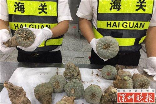 不明密码的行李箱内竟是新鲜的多肉植物